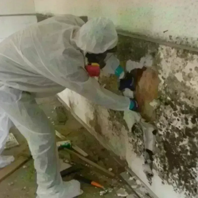 Best Mold Remediation and Removal Service in Holyoke, MA